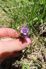 Gentianella ramosa