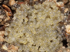 Taurulus bubalis