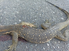 Varanus salvator celebensis