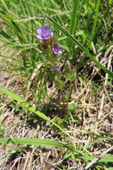 Gentianella ramosa