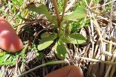 Gentianella ramosa