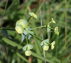 Euphorbia striata
