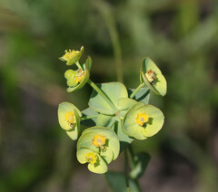Euphorbia striata