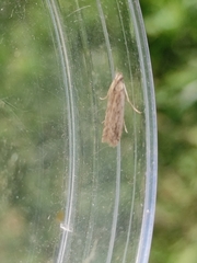 Hofmannophila pseudospretella