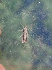 Hofmannophila pseudospretella