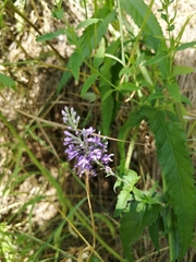 Veronica longifolia