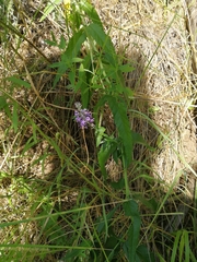 Veronica longifolia