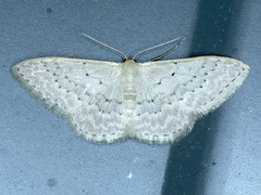 Idaea philocosma