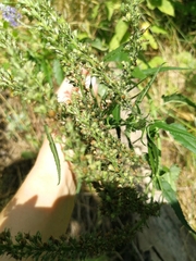 Veronica longifolia