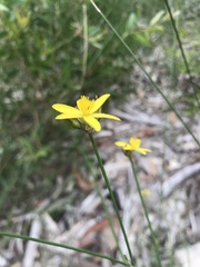 Tricoryne