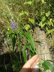 Veronica longifolia