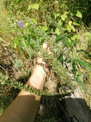 Veronica longifolia