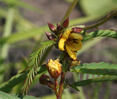 Chamaecrista comosa
