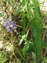 Veronica longifolia