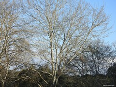 Populus × canescens