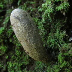 Xylaria longipes
