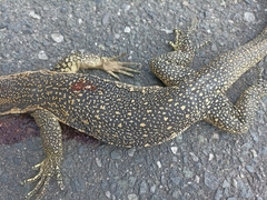 Varanus salvator celebensis