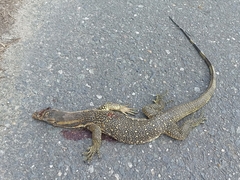 Varanus salvator celebensis