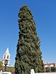 Cupressus sempervirens