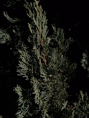 Cupressus sempervirens