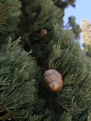 Cupressus sempervirens