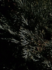 Cupressus sempervirens