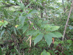 Magnolia salicifolia