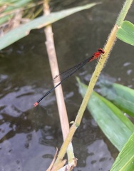 Pseudagrion pilidorsum