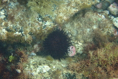 Echinozoa