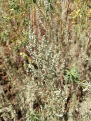 Artemisia