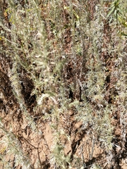Artemisia