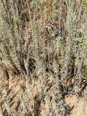 Artemisia