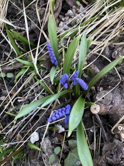 Scilla