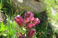 Gentiana