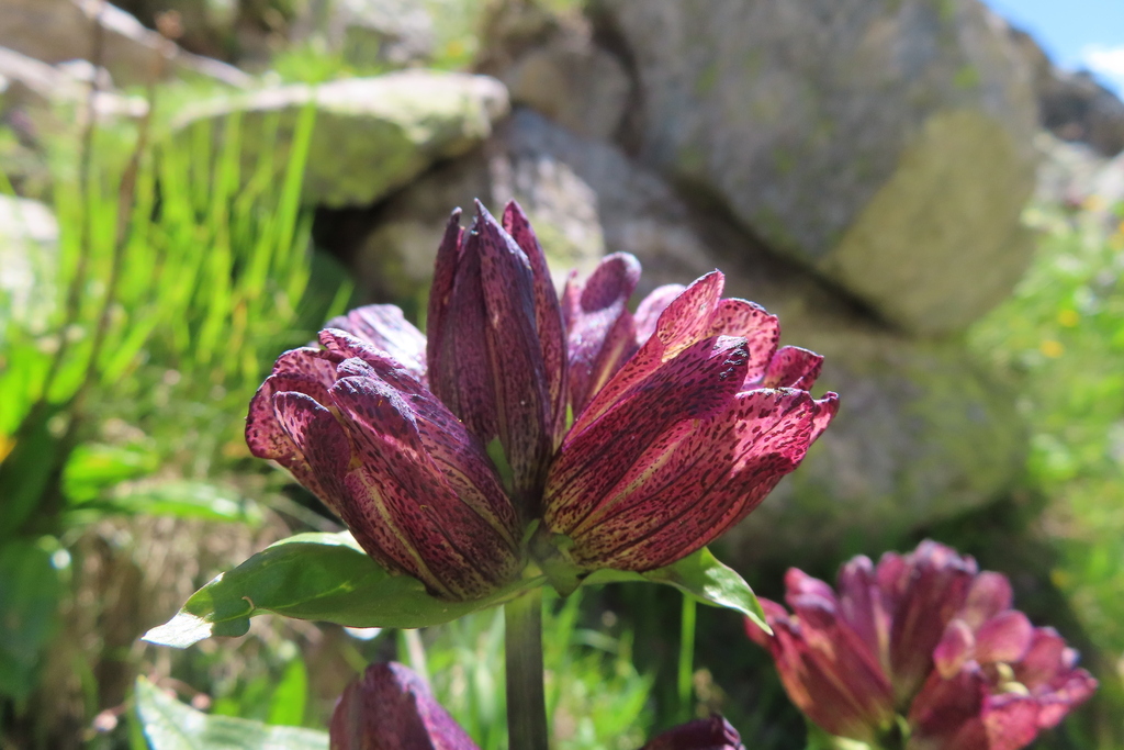 Gentiana × gaudiniana