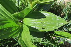 Gentiana