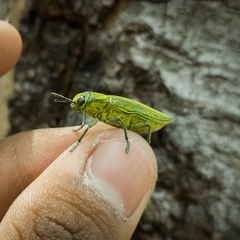 Chrysodema