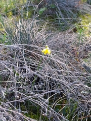 Narcissus assoanus