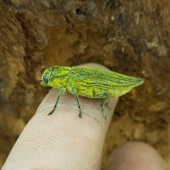 Chrysodema