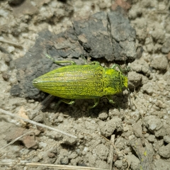 Chrysodema