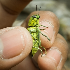 Chrysodema
