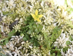 Ranunculus pimpinellifolius