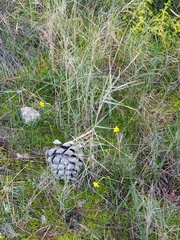 Narcissus assoanus