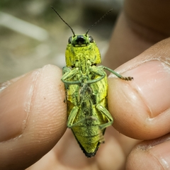 Chrysodema