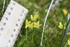 Ranunculus pimpinellifolius