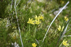 Ranunculus pimpinellifolius