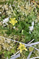 Ranunculus pimpinellifolius