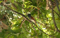 Terpsiphone viridis granti