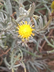 Senecio filaginoides
