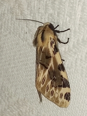 Hypercompe nemophila